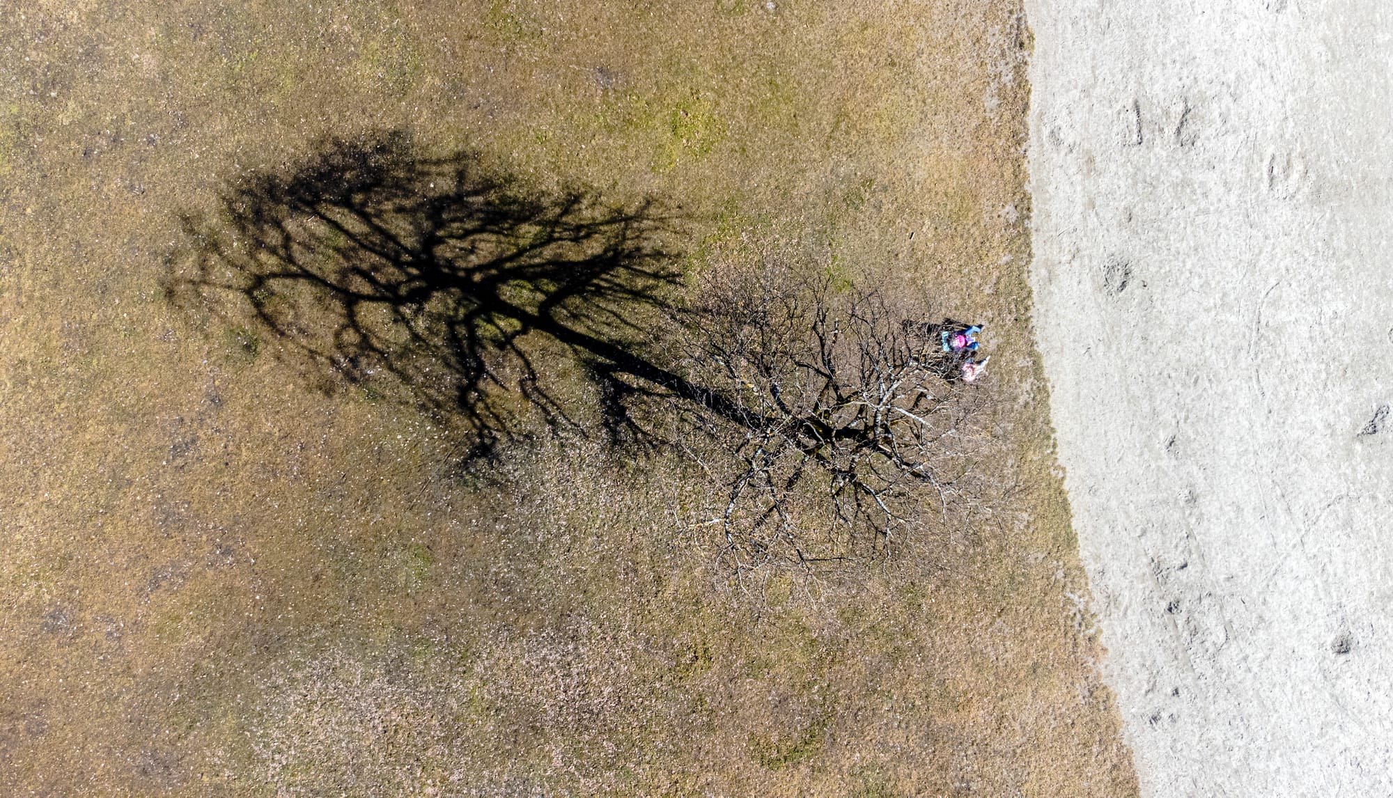 Ombres d'un arbre à Passy